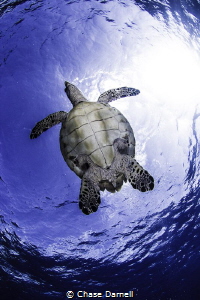 It's always a good feeling to sea any kind of Sea Turtle ... by Chase Darnell 